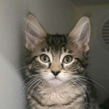 Rolls Royce -  Domestic Short Hair Cat for Adoption in Silverdale, Washington - Rolls Royce | PetCurious