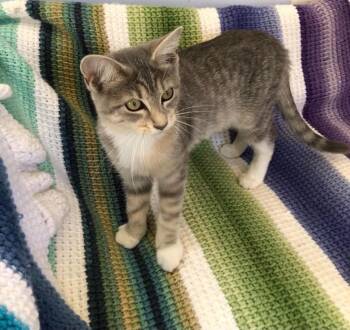Cupcake -  Domestic Short Hair Cat for Adoption in Elkins, West Virginia - Cupcake | PetCurious