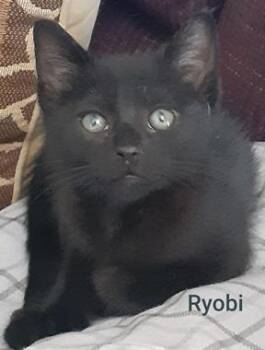 Domestic Short Hair Cats Available for Adoption in North Highlands, California - Ryobi | PetCurious