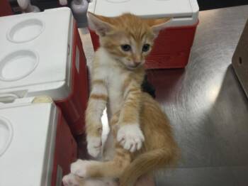 A1937858 -  Domestic Short Hair Cat for Adoption in Thousand Palms, California - A1937858 | PetCurious