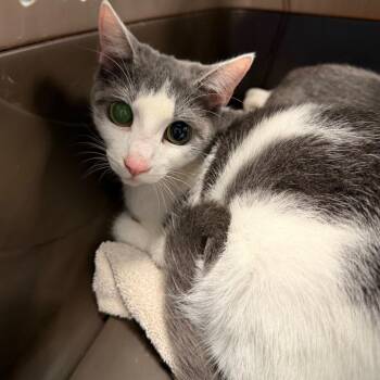 Wedding Dress -  Domestic Short Hair Cat for Adoption in Greensboro, North Carolina - Wedding Dress | PetCurious