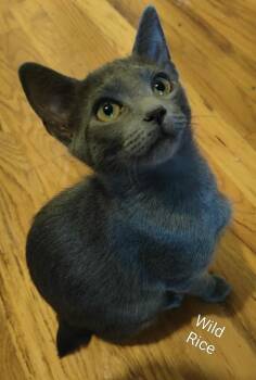Rescue Domestic Short Hair and Manx Cats for Adoption in Homer Glen, Illinois - Wild Rice | PetCurious