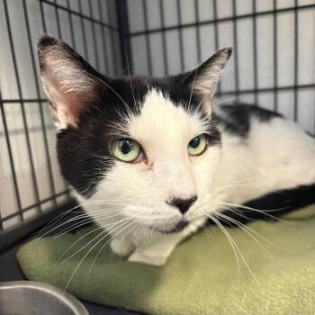 Boca -  Domestic Short Hair Cat for Adoption in Salt Lake City, Utah - Boca | PetCurious
