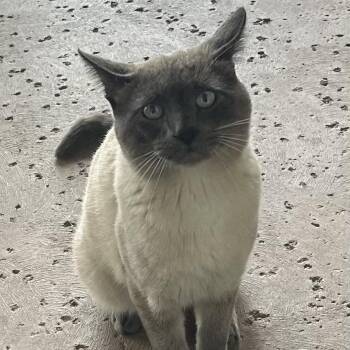 Siamese Cats Available for Adoption in Fresno, California - Houdini | PetCurious