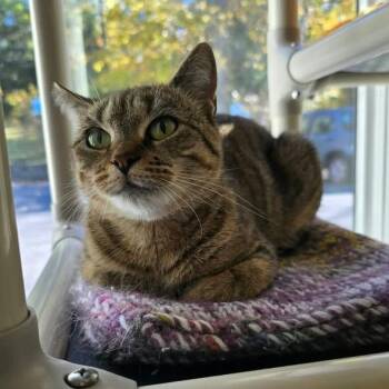 Hollypaw -  Domestic Short Hair Cat for Adoption in Winthrop, Maine - Hollypaw | PetCurious