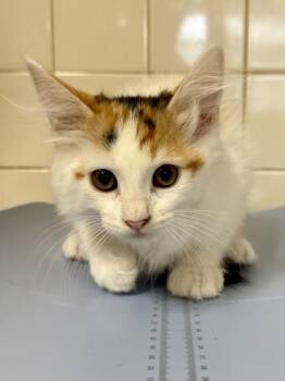 Splash -  Domestic Medium Hair and Domestic Short Hair Cat for Adoption in San Antonio, Texas - Splash | PetCurious