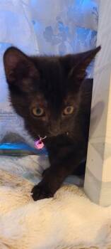 Rescue Domestic Medium Hair Cats for Adoption in Fremont, California - JASMINE | PetCurious