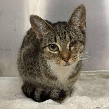 Domestic Short Hair Cats Available for Adoption in Martinsville, Virginia - Uno | PetCurious