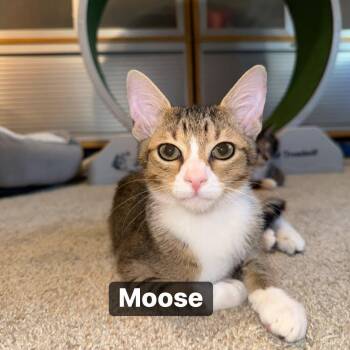 Rescue Domestic Short Hair Cats for Adoption in Inman, South Carolina - Moose | PetCurious