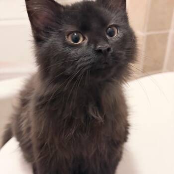 Domestic Medium Hair Cats Available for Adoption - Ash | PetCurious