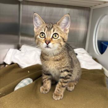 Skulls -  Domestic Short Hair Cat for Adoption in Clavet, Saskatchewan - Skulls | PetCurious