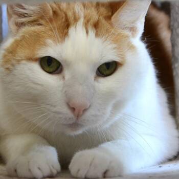 Domestic Short Hair Cats Available for Adoption in Los Angeles, California - Duncan (Leo) | PetCurious