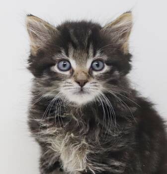 Larry is a baby LOVER - BONDED WITH CURLY -  Maine Coon and Tabby Cat for Adoption in Bedford Hills, New York - Larry Is A Baby LOVER - BONDED WITH CURLY | PetCurious