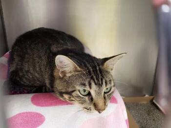 CREME FRAICHE -  Domestic Short Hair Cat for Adoption in Omaha, Nebraska - CREME FRAICHE | PetCurious