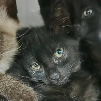 Domestic Short Hair Cats Available for Adoption in Walnut Creek, California - Dime | PetCurious