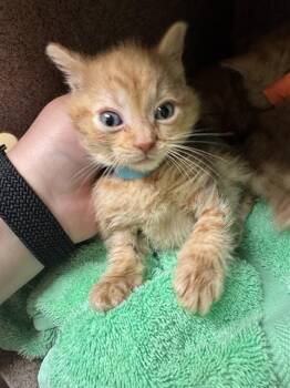 GUSHER -  Domestic Short Hair Cat for Adoption in Cookeville, Tennessee - GUSHER | PetCurious