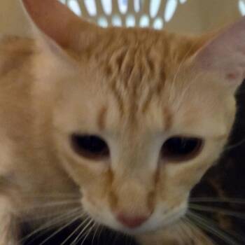 Aurora -  Domestic Short Hair Cat for Adoption in Leander, Texas - Aurora | PetCurious