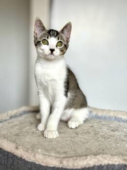 Betty 5160 -  Domestic Short Hair Cat for Adoption in Bonsall, California - Betty 5160 | PetCurious