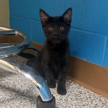 Skittles -  Domestic Medium Hair Cat for Adoption in Cheyenne, Wyoming - Skittles | PetCurious