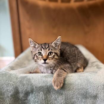 Knick--In Foster -  Domestic Short Hair Cat for Adoption in Fargo, North Dakota - Knick--In Foster | PetCurious