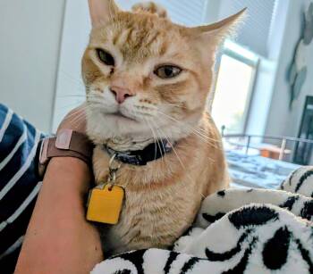 Georgie -  Domestic Short Hair Cat for Adoption in Denver, Colorado - Georgie | PetCurious