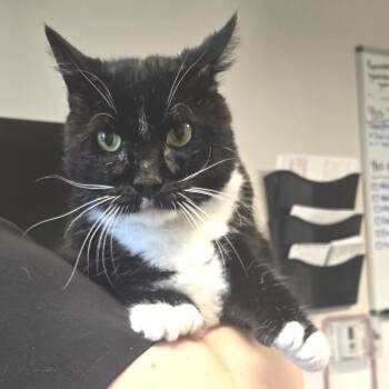 Domestic Short Hair Cats Available for Adoption - Maui | PetCurious