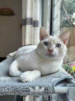 Cornbread -  Siamese Cat for Adoption in Quail Heights, Florida - Cornbread | PetCurious