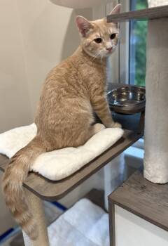 Jameson -  Domestic Short Hair Cat for Adoption in Reston, Virginia - Jameson | PetCurious