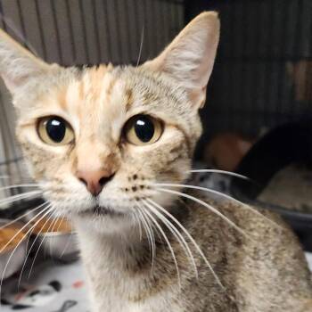 Lady C46302 -  Domestic Short Hair Cat for Adoption in Corsicana, Texas - Lady C46302 | PetCurious
