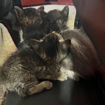 Cobweb -  Domestic Short Hair Cat for Adoption in Lake Jackson, Texas - Cobweb | PetCurious