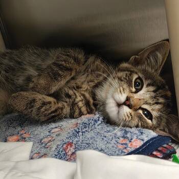 Jessie -  Domestic Short Hair Cat for Adoption in Hendersonville, North Carolina - Jessie | PetCurious