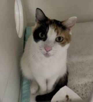 Rescue Domestic Short Hair Cats for Adoption in West Chester, Pennsylvania - Cleo | PetCurious