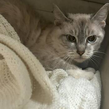 Sandy -  Domestic Short Hair Cat for Adoption in Lufkin, Texas - Sandy | PetCurious
