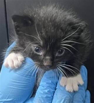 Domestic Short Hair Cats Available for Adoption in San Bernardino, California - MICHAEL | PetCurious