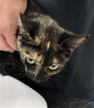 HUNTER -  Domestic Short Hair Cat for Adoption in Indianapolis, Indiana - HUNTER | PetCurious