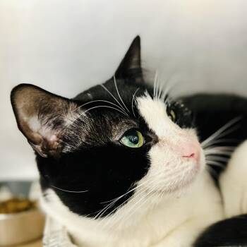 Domestic Short Hair Cats Available for Adoption in Jackson Township, New Jersey - Luke  | PetCurious