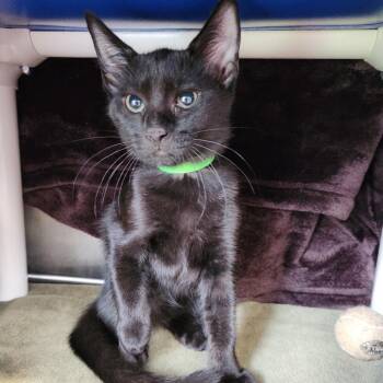 Turkey -  American Shorthair Cat for Adoption in Fort Wayne, Indiana - Turkey | PetCurious