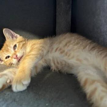 Baxter -  Domestic Short Hair Cat for Adoption in West Olive, Michigan - Baxter | PetCurious