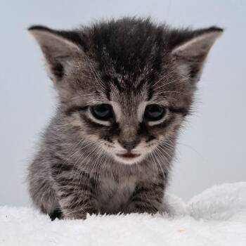 Domestic Short Hair Cats Available for Adoption in Charleston, South Carolina - Clive | PetCurious