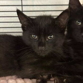 John -  Domestic Short Hair Cat for Adoption in Hampton Bays, New York - John | PetCurious