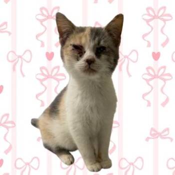 Domestic Short Hair Cats Available for Adoption - Ava | PetCurious