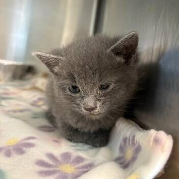 Noggin -  Domestic Short Hair Cat for Adoption in Parkersburg, West Virginia - Noggin | PetCurious