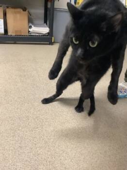 Rescue Domestic Short Hair Cats for Adoption in Fort Worth, Texas - Raven | PetCurious