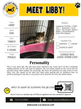 Domestic Short Hair Cats Available for Adoption in Evans City, Pennsylvania - Libby | PetCurious