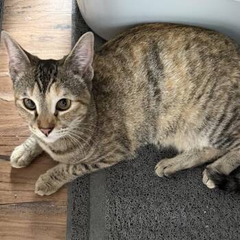 Domestic Short Hair Cats Available for Adoption - Macy | PetCurious