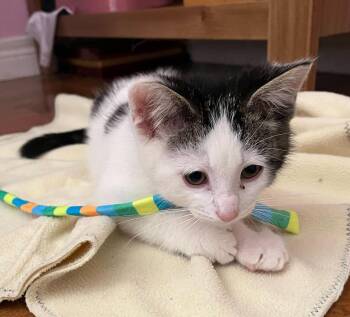 Benny -  Domestic Short Hair Cat Available for Adoption in Toronto, Ontario - Benny | PetCurious