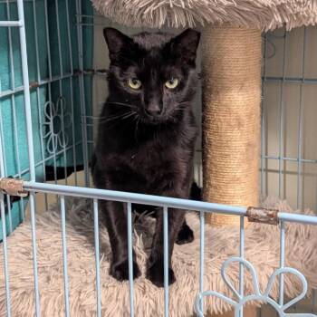 Walnut -  Domestic Short Hair Cat for Adoption in Aspinwall, Pennsylvania - Walnut | PetCurious