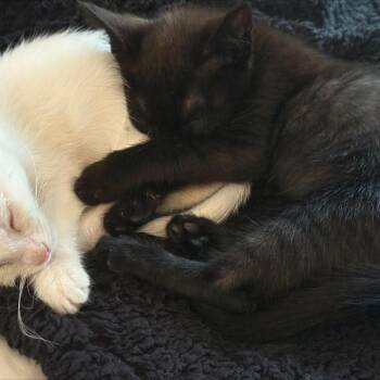 Chaplin C70732 (Sponsored) -  Domestic Short Hair Cat for Adoption in Minnetonka, Minnesota - Chaplin C70732 (Sponsored) | PetCurious