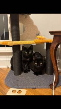 Rescue Domestic Short Hair Cats for Adoption in Powdersville, South Carolina - Kiki & Hana | PetCurious