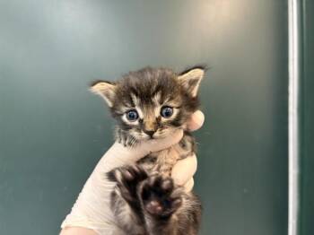 Domestic Short Hair Cats Available for Adoption in Thousand Palms, California - JAX | PetCurious